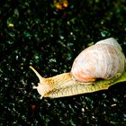 Weinbergschnecke ohne Weinberg