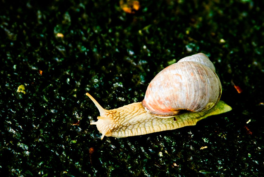 Weinbergschnecke ohne Weinberg