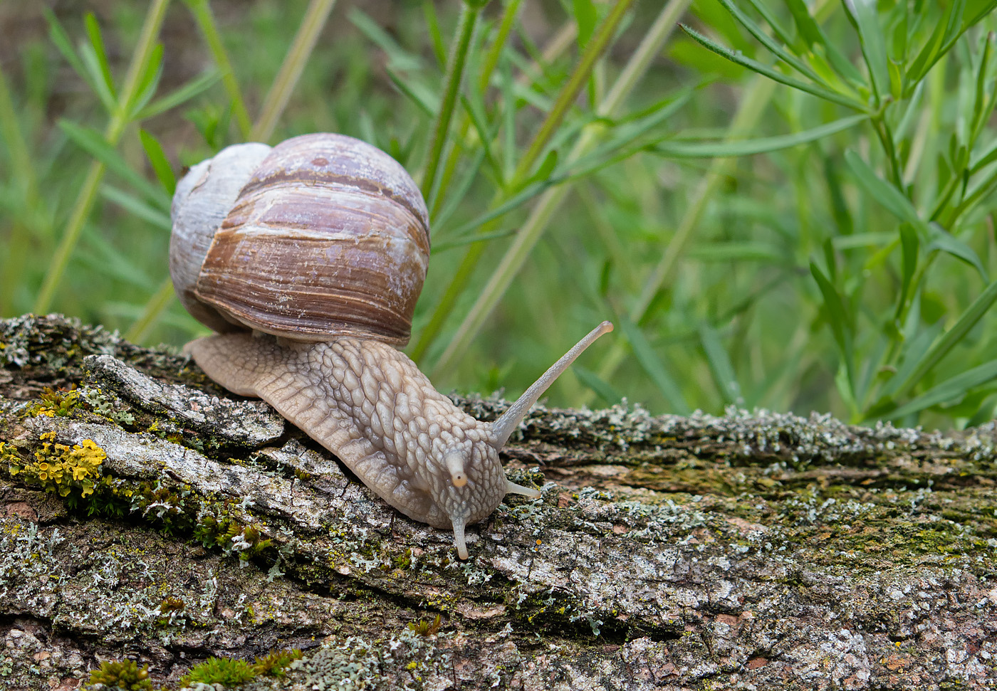 Weinbergschnecke on tour.