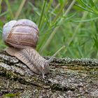 Weinbergschnecke on tour.