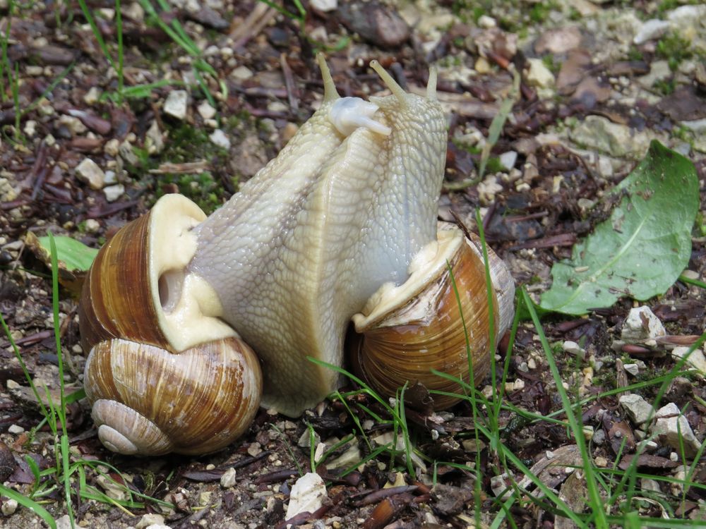 Weinbergschnecke Paarung Foto &amp; Bild tiere, wildlife