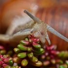 Weinbergschnecke-Portraet