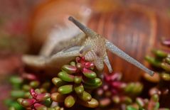 Weinbergschnecke-Portraet