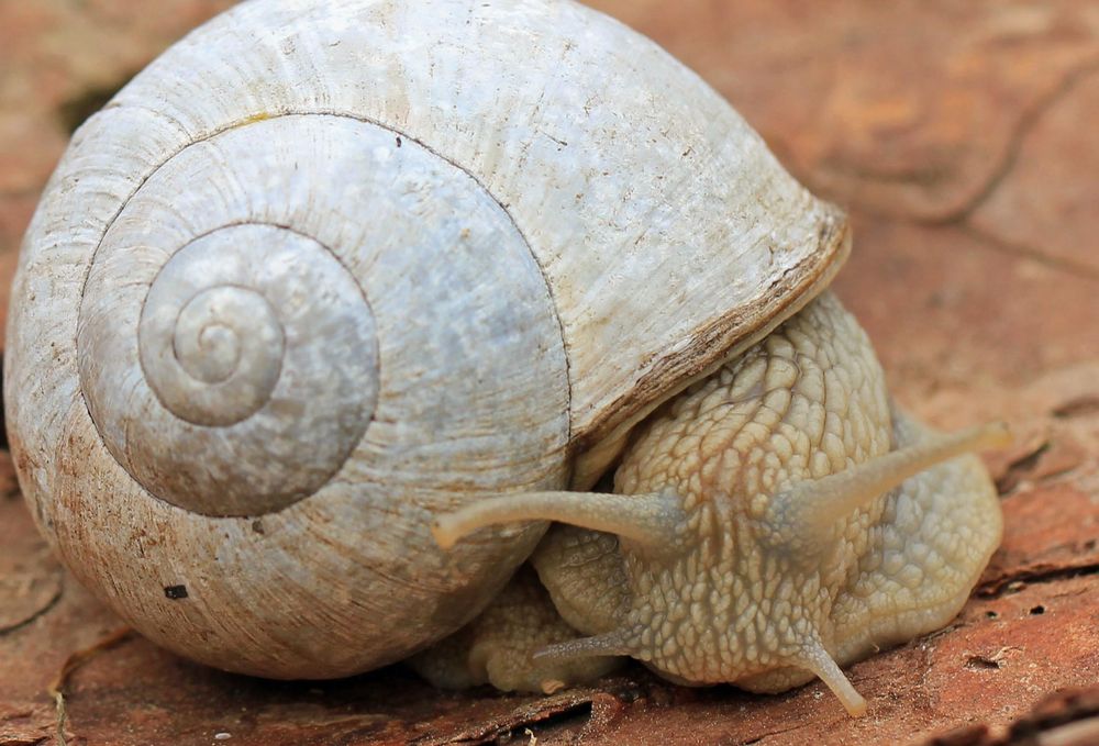 Weinbergschnecke rast los