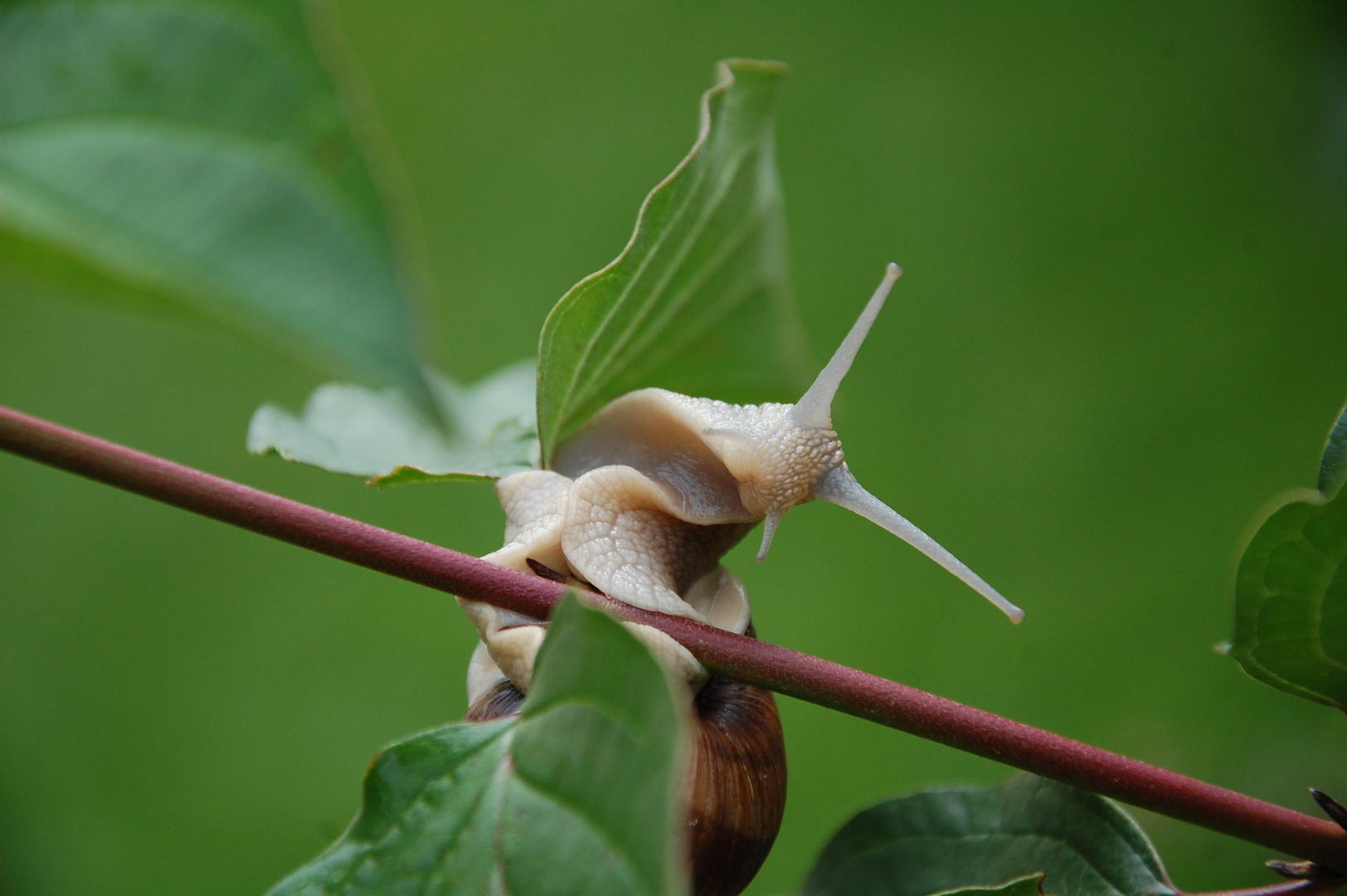 Weinbergschnecke schaut in die Kamera