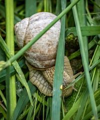 "WEINBERGSCHNECKE" - stimmt doch?