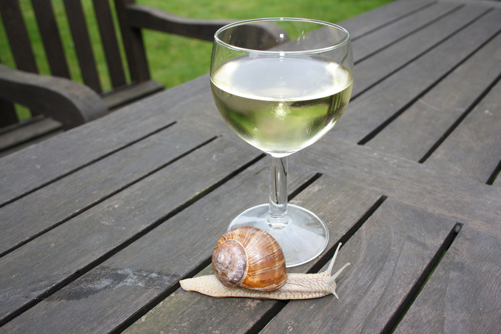 Weinbergschnecke trifft Weinglas