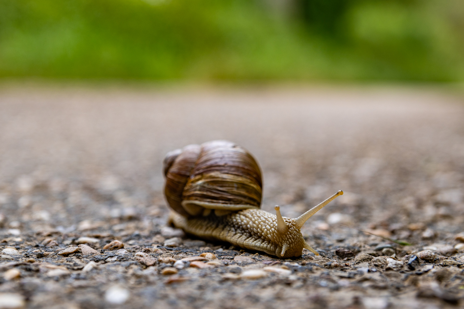 Weinbergschnecke unterwegs