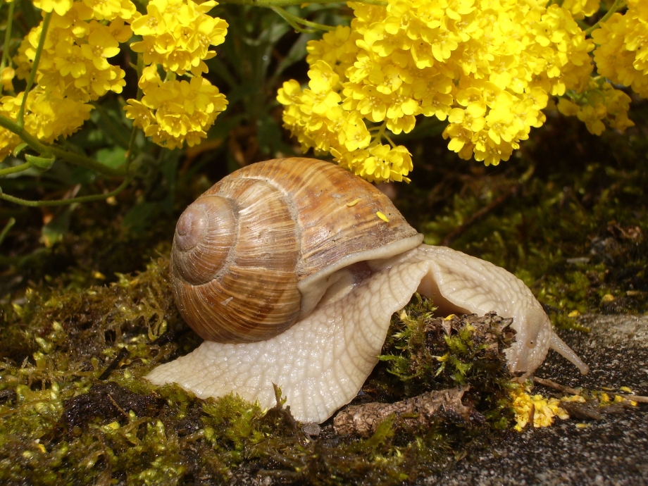 Weinbergschnecke unterwegs...