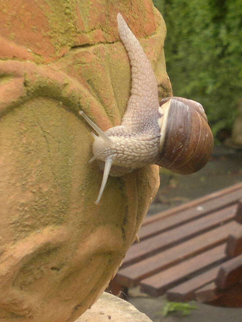 Weinbergschnecke, vergebens ihren Weinberg suchend