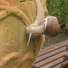 Weinbergschnecke, vergebens ihren Weinberg suchend