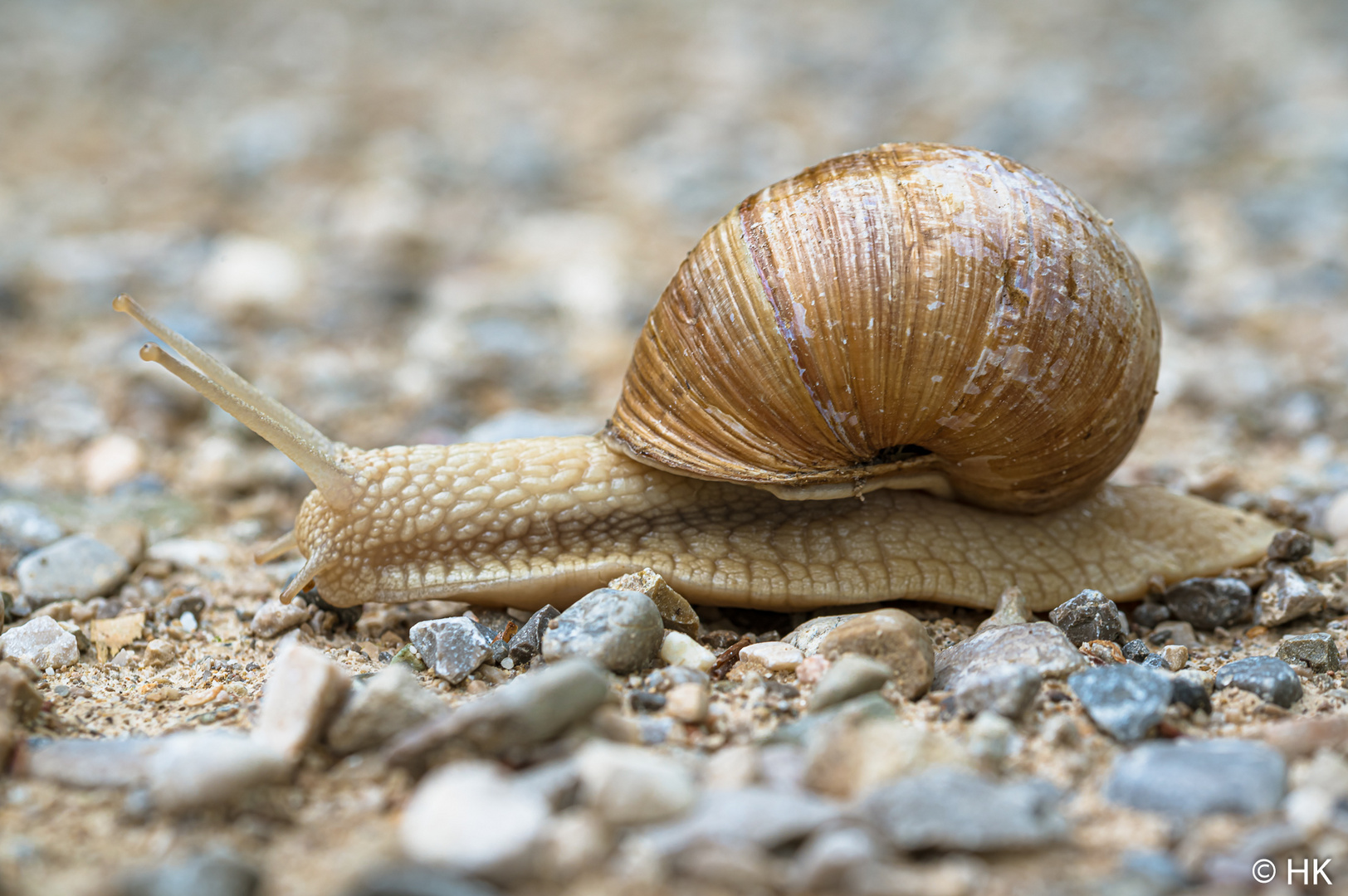 Weinbergschnecke von rechts  !