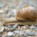 Weinbergschnecke von rechts  !