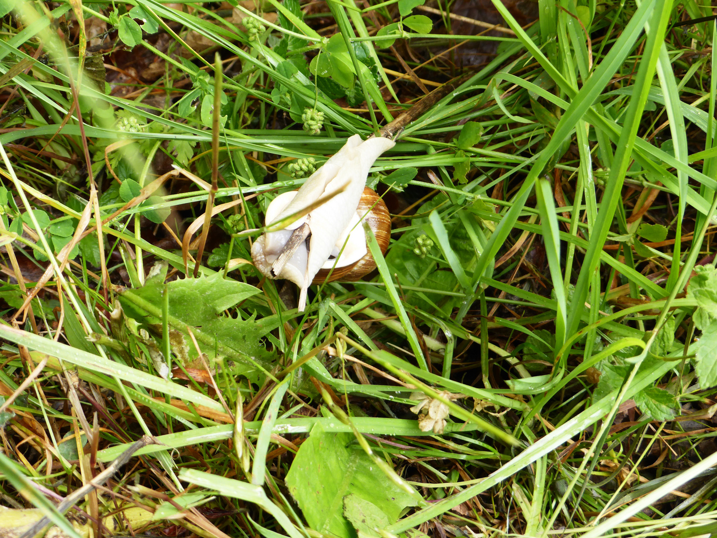 Weinbergschnecke zum Dritten