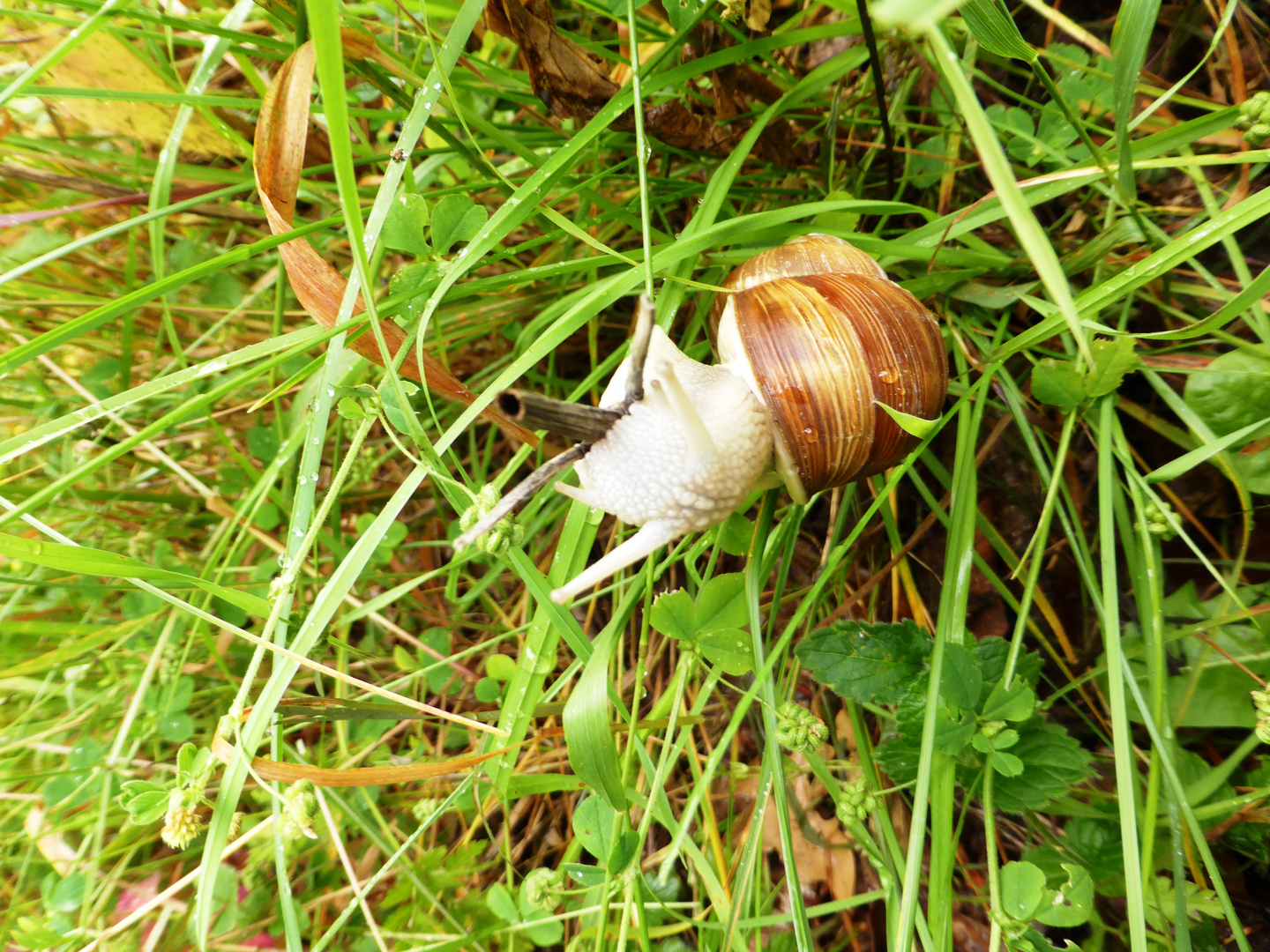 Weinbergschnecke zum Ersten