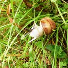 Weinbergschnecke zum Ersten