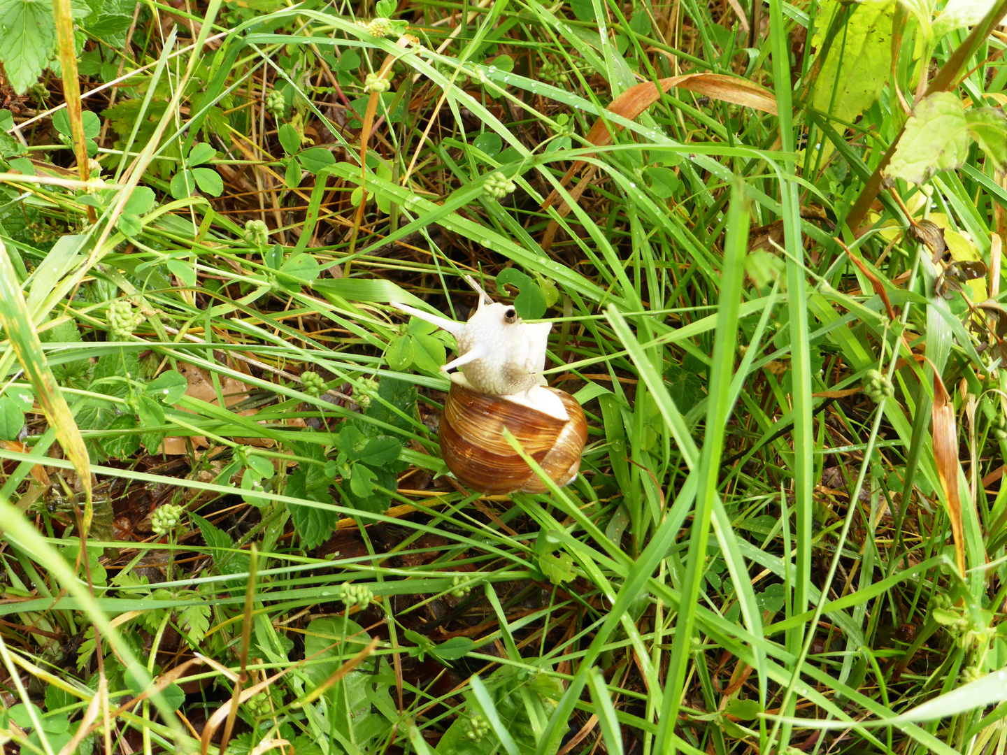 Weinbergschnecke zum Zweiten