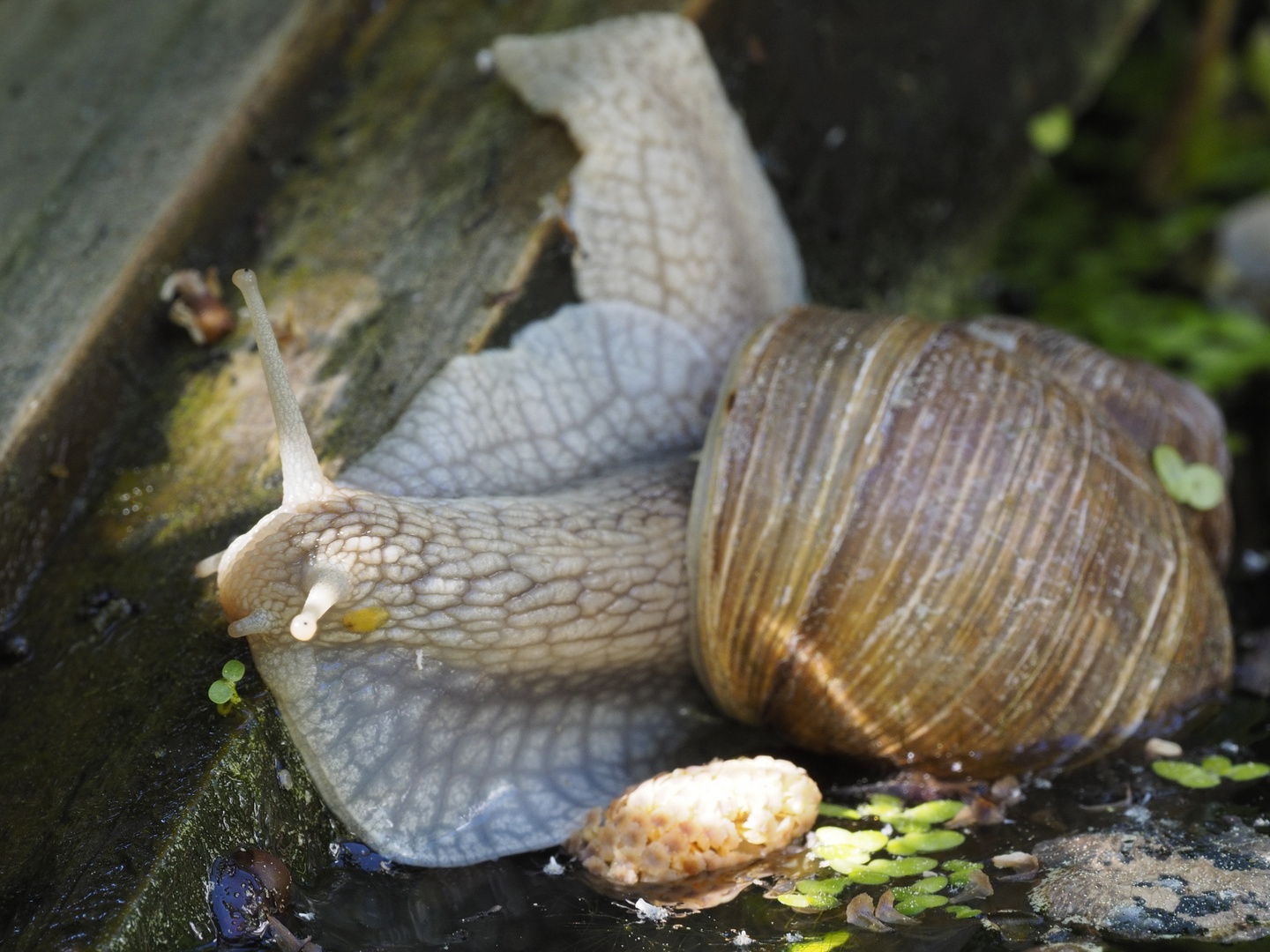 Weinbergschnecke_2