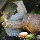 Weinbergschnecke_2