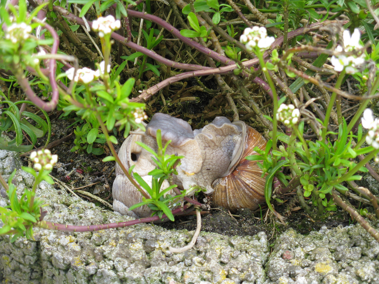 Weinbergschnecken