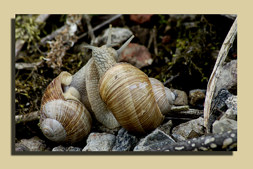 Weinbergschnecken 2