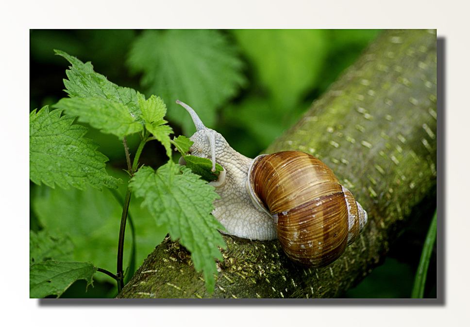 Weinbergschnecken 3