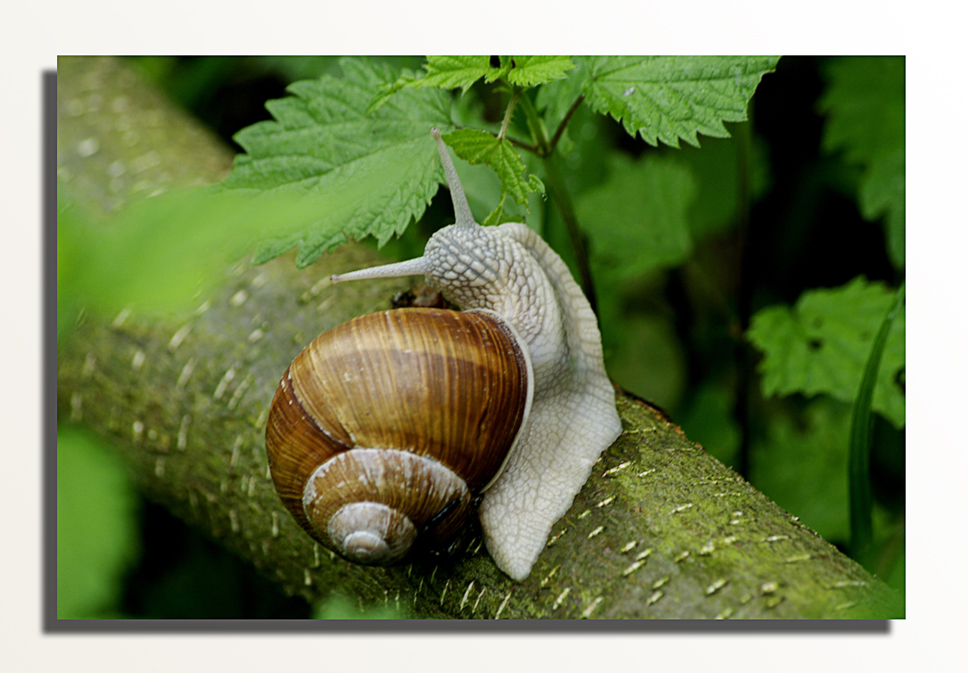 Weinbergschnecken 4