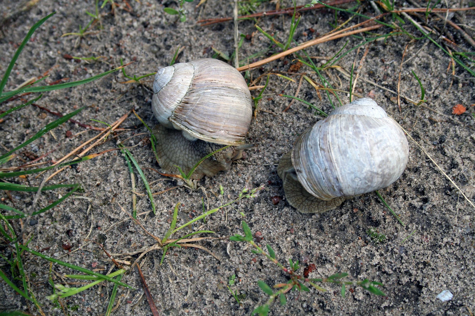 weinbergschnecken