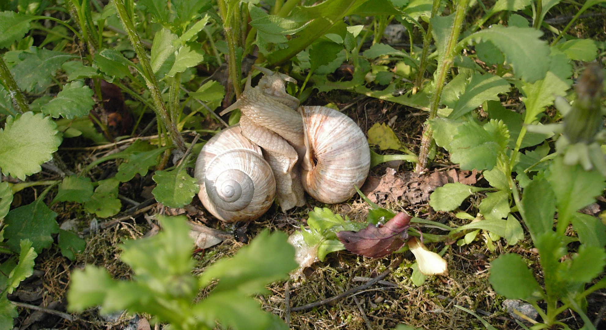 Weinbergschnecken