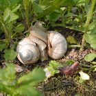 Weinbergschnecken