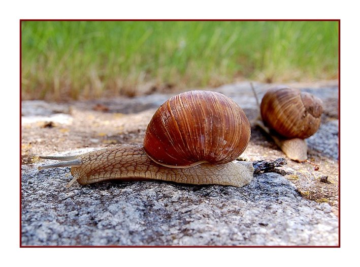 Weinbergschnecken