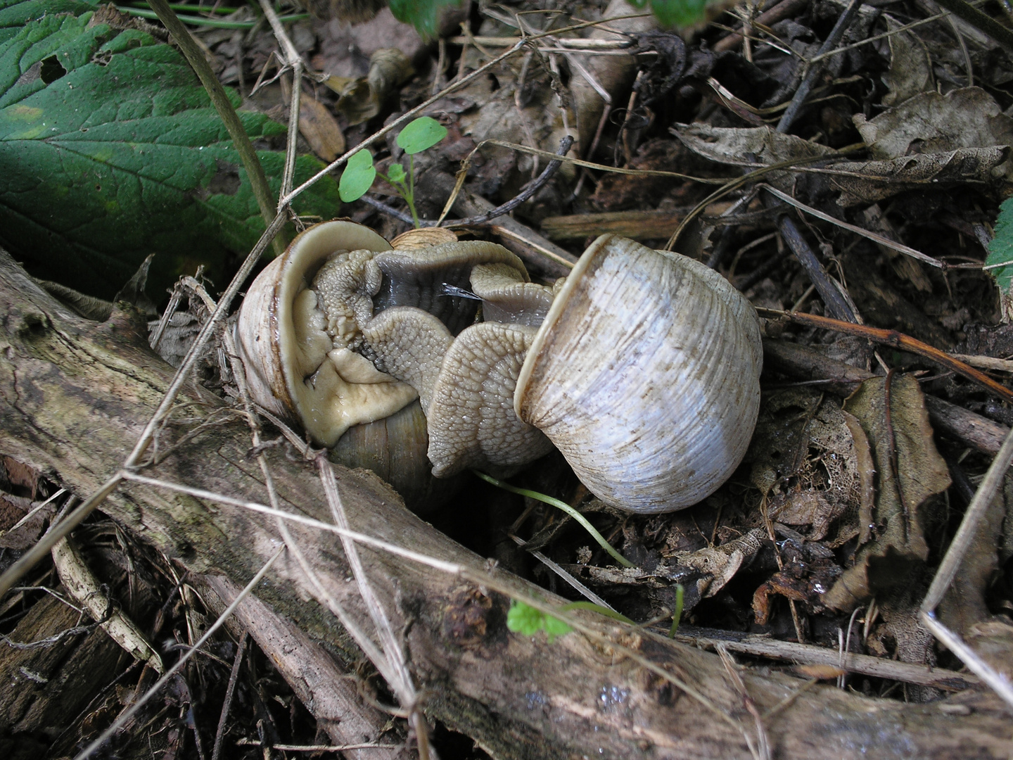 Weinbergschnecken Bei Der Fortpflanzung Foto Bild Tiere Wildlife Schnecken Muscheln Bilder Auf Fotocommunity