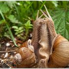 Weinbergschnecken bei der Paarung