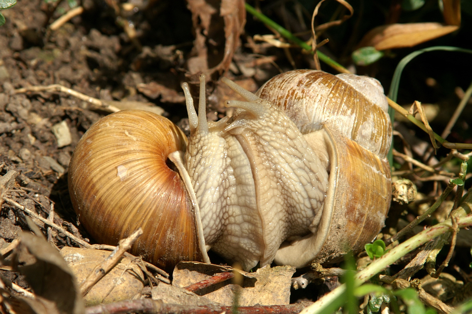 Weinbergschnecken beim Liebesspiel