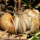 Weinbergschnecken beim Liebesspiel