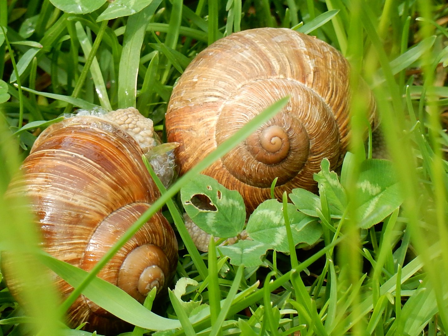 Weinbergschnecken