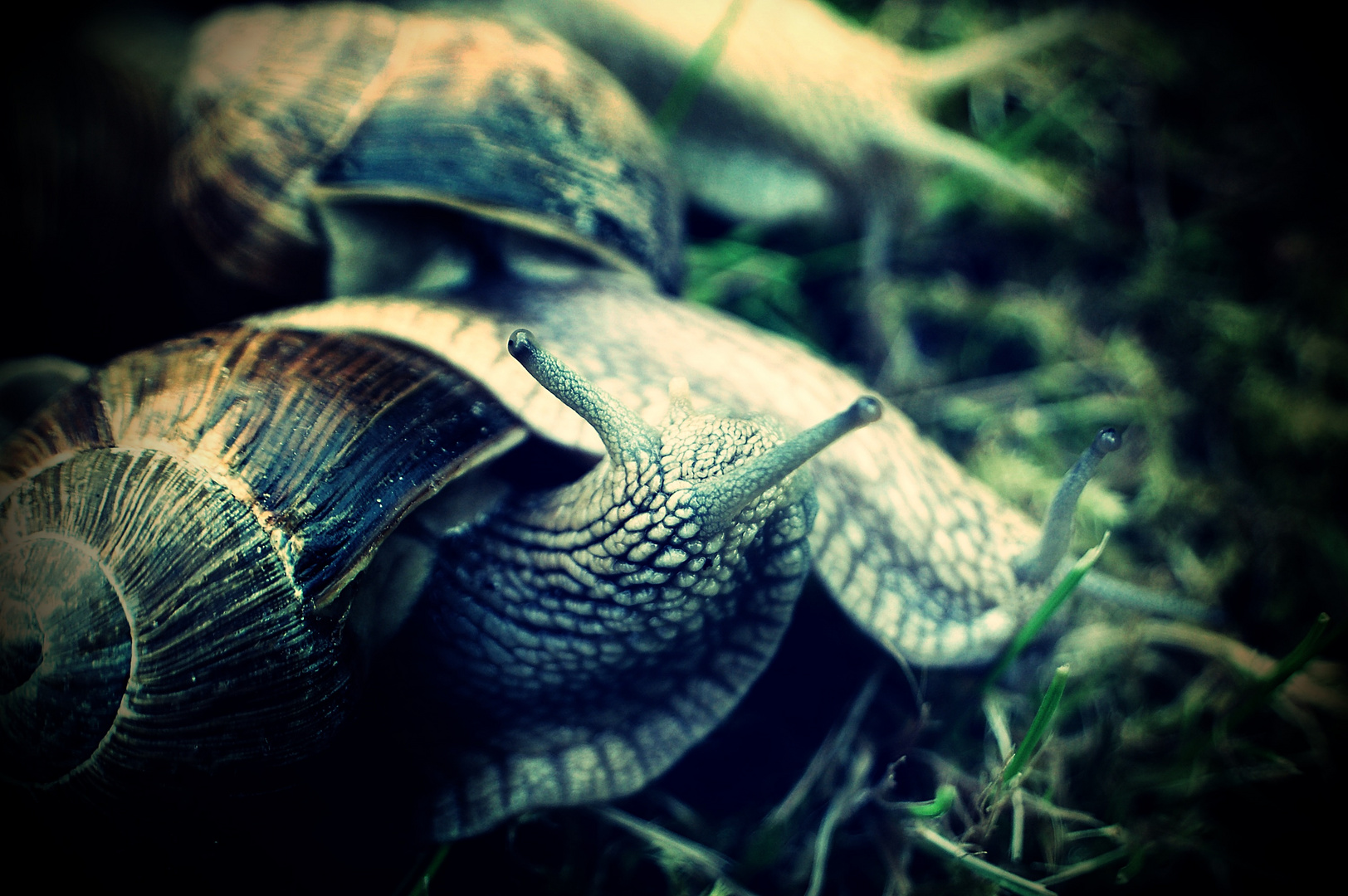 Weinbergschnecken...