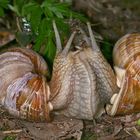 Weinbergschnecken