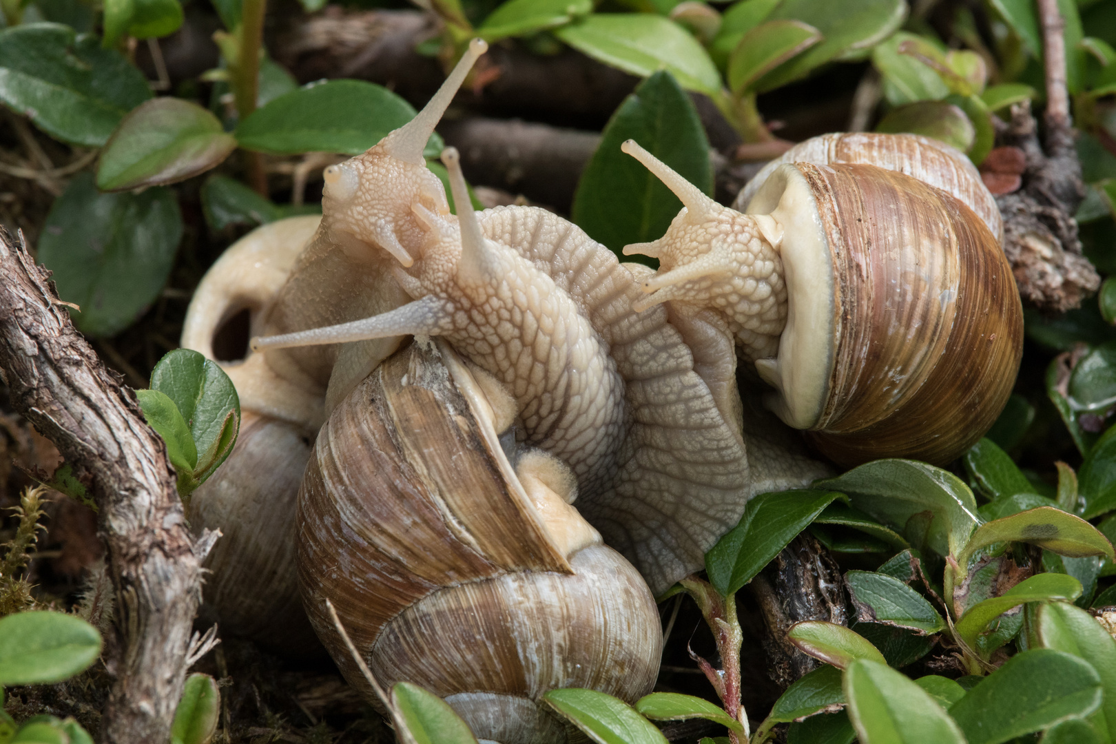 Weinbergschnecken (Helix pomatia)