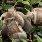 Weinbergschnecken (Helix pomatia)