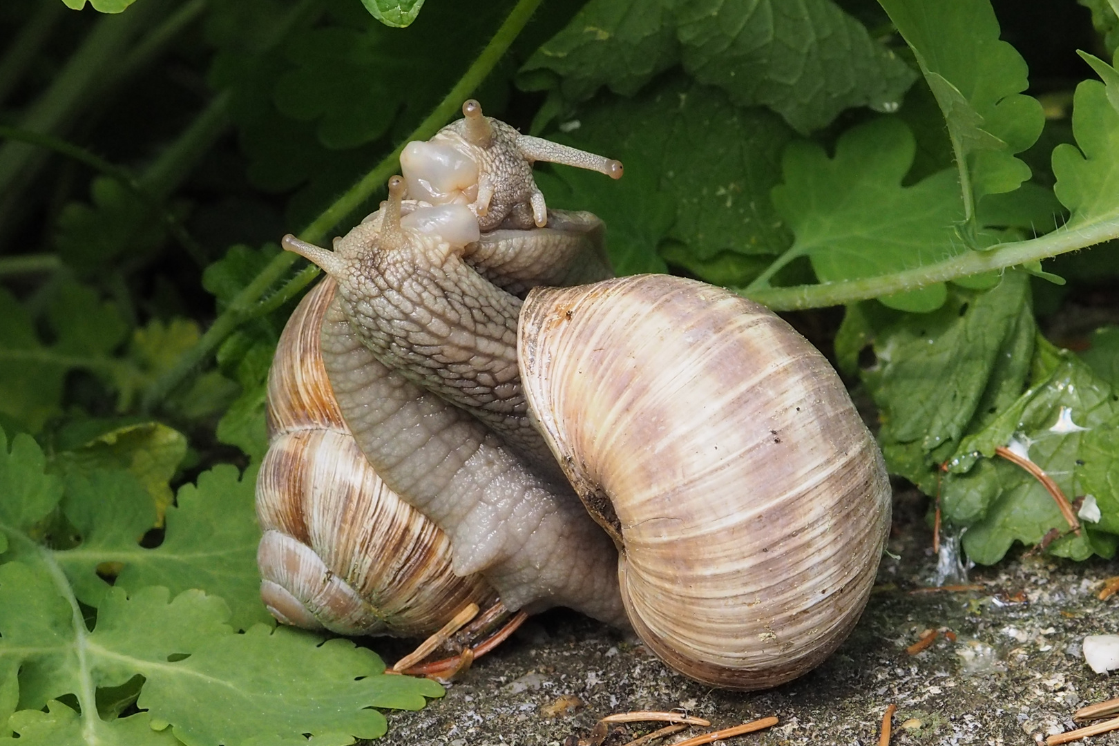 Weinbergschnecken (Helix pomatia)