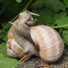 Weinbergschnecken (Helix pomatia)