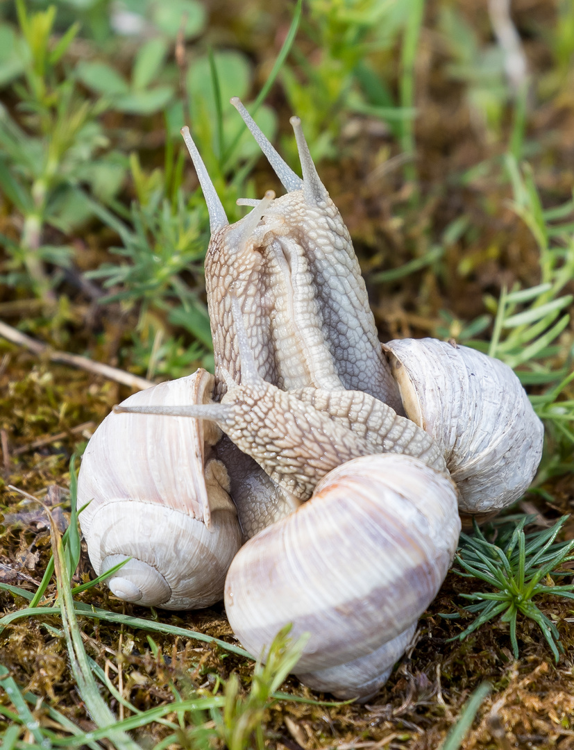 Weinbergschnecken im Liebesrausch