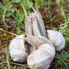 Weinbergschnecken im Liebesrausch