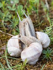 Weinbergschnecken im Liebesrausch