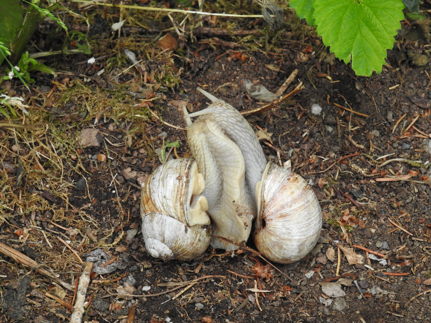 Weinbergschnecken Paarung