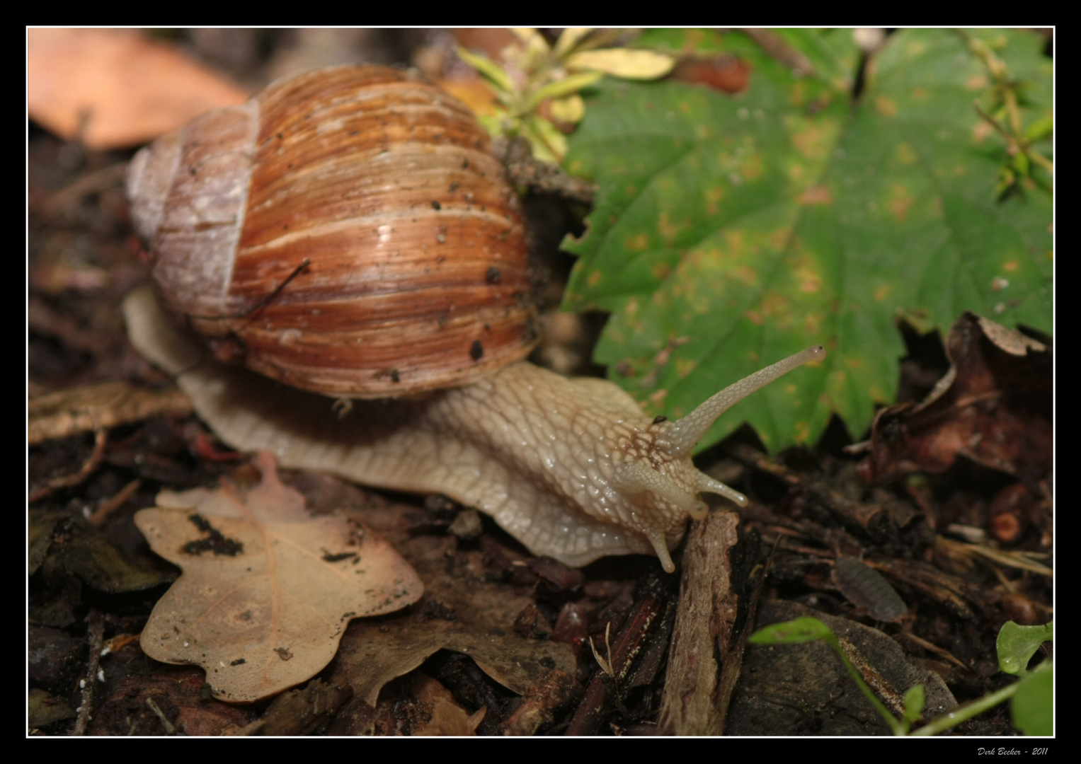 Weinbergschnecken sind schön ....