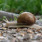 Weinbergschnecke_P5090064