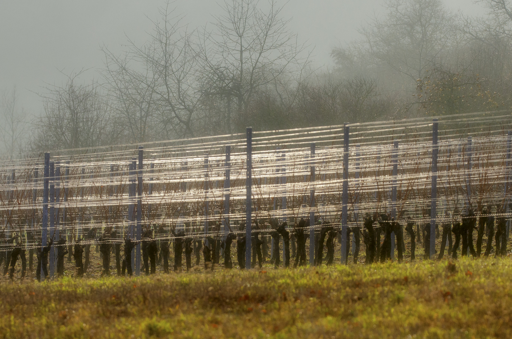 Weinbergsdrähte