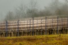 Weinbergsdrähte